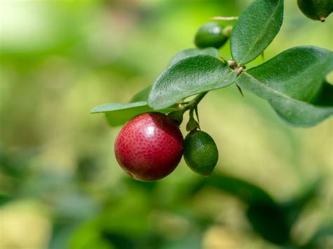 Limeberry Plant Information .